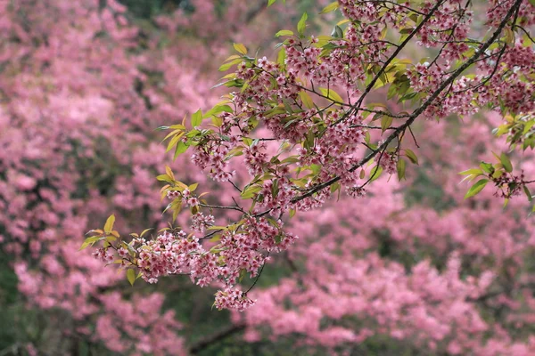 Sakura rosa flor árvore fundo — Fotografia de Stock
