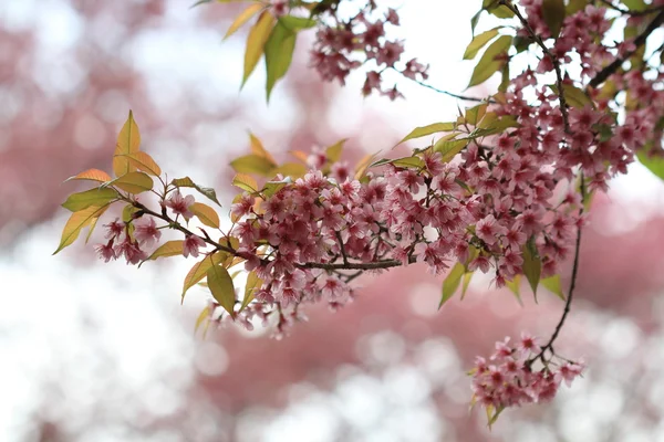 粉红色的樱花树在森林里 — 图库照片