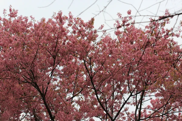 Pink sakura flower tree background — Stock Photo, Image