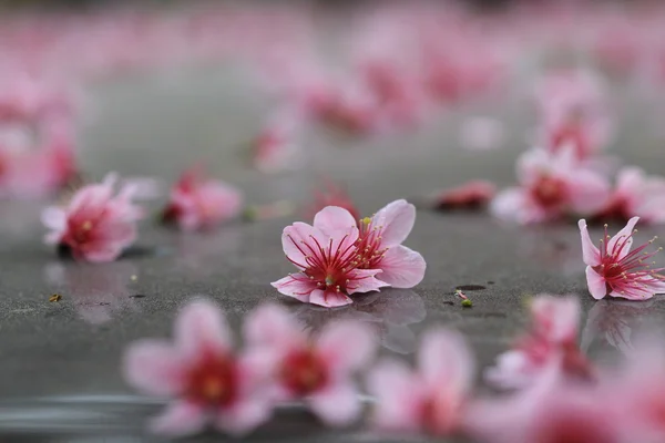 Rózsaszín sakura bukott az alapon — Stock Fotó