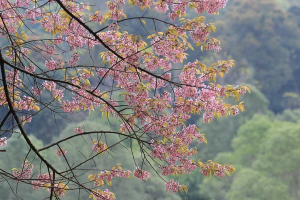 Růžový sakura strom v lese — Stock fotografie