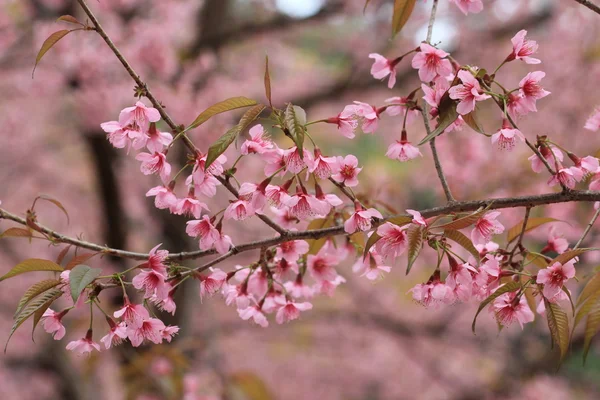 Sakura rosa flor árvore fundo — Fotografia de Stock