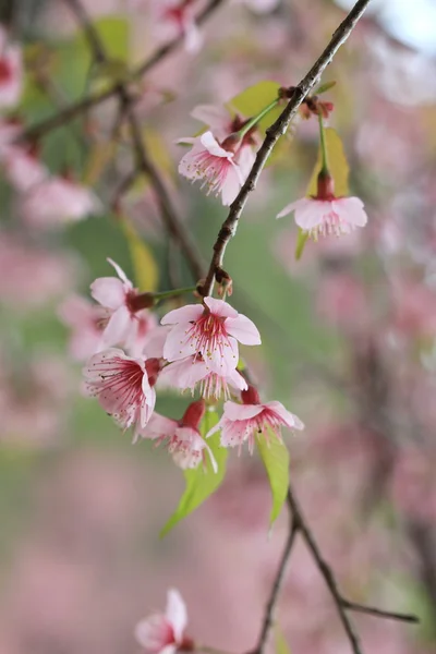 Rosa sakura blomma träd bakgrund — Stockfoto