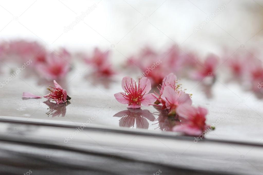 Sakura on car roof, eco friendly car