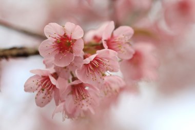 ayrıntı pembe sakura kadar yakın