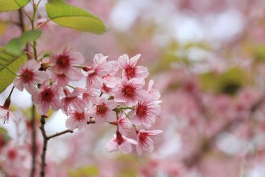 pembe sakura arka kapatmak