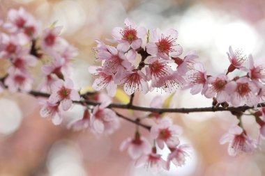 pembe sakura ağacı Tayland