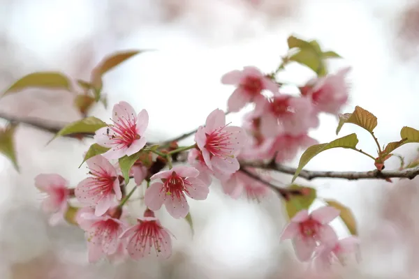 Detalhe close up sakura rosa — Fotografia de Stock