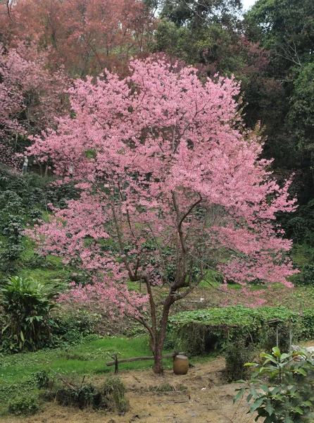 Ένα sakura δέντρο στο δάσος — Φωτογραφία Αρχείου