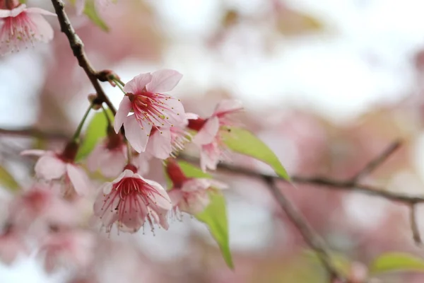 Sakura różowy tło z bliska — Zdjęcie stockowe