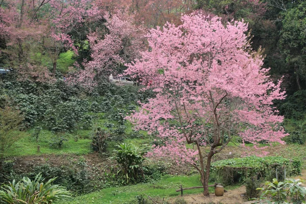 Ένα sakura δέντρο στο δάσος — Φωτογραφία Αρχείου