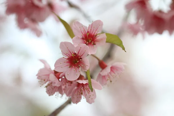 Nahaufnahme rosa Sakura Hintergrund — Stockfoto