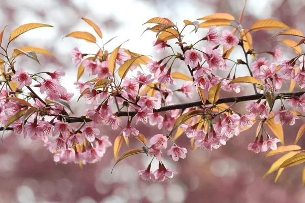 Zblízka růžové sakura pozadí — Stock fotografie