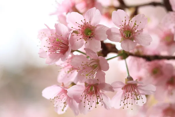 Närbild detalj rosa sakura — Stockfoto