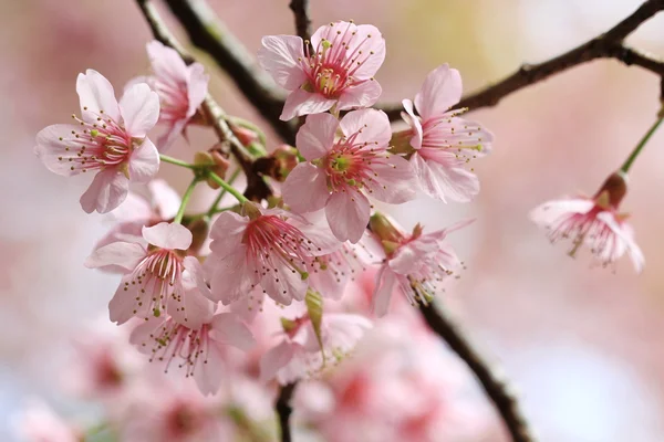 Närbild detalj rosa sakura — 图库照片