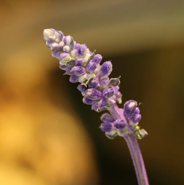 Макрос Лаванда квітка — стокове фото