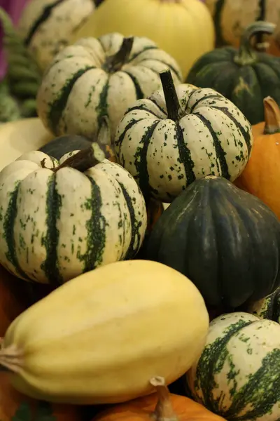 Ifiltrazioni piccolo zucca, Thailandia — Stok fotoğraf