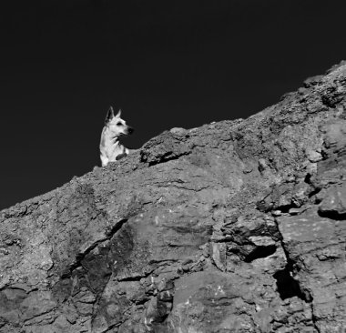 mesafe içine bakarak bir kaya üzerinde köpek