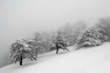 Snow Dağı kış sis