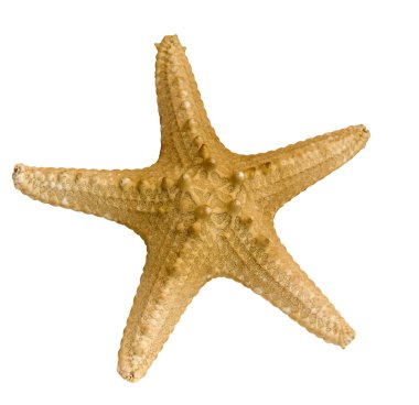 denizyıldızı