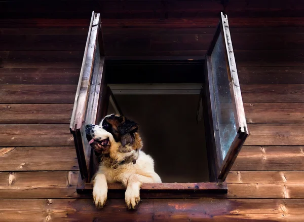 Большая собака смотрит в окно — стоковое фото
