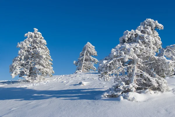 Pino en la nieve — Foto de Stock