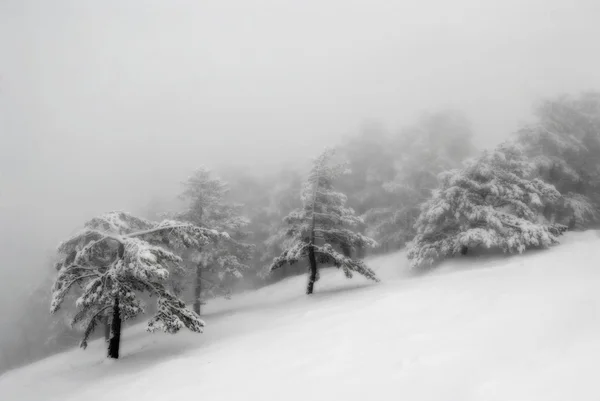 Nevoeiro neve montanha inverno — Fotografia de Stock