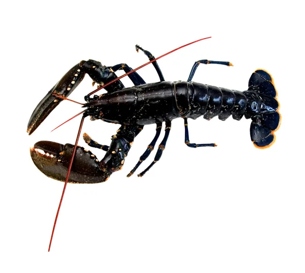 Homard 不列塔尼 — 图库照片