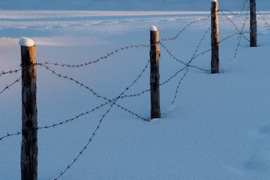 Champ de maïs à la récolte