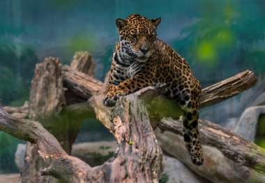 leopar