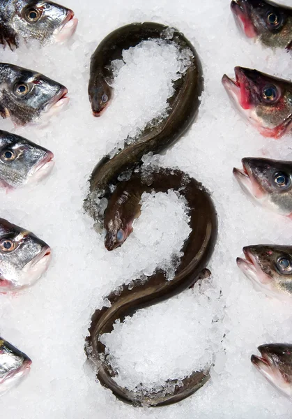 Balık yılan balığı