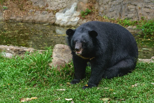 Urso preto grande — Fotografia de Stock