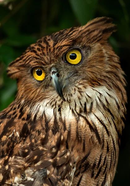 Bir baykuş portresi