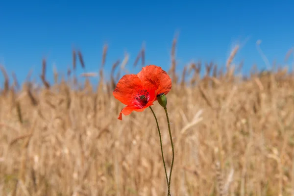 haşhaş çiçeği 4
