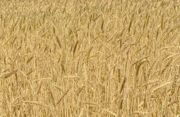 Wheat crop — Stock Photo, Image