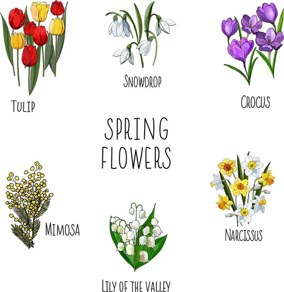 Getrokken Kaart Met Een Set Voorjaarsbloemen — Stockvector