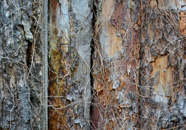 Old wooden fence with bark texture — Stock Photo, Image