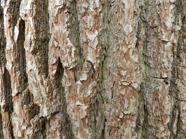 --Baumrindenstruktur — Stockfoto