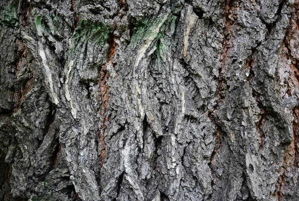 Baumrinde — Stockfoto