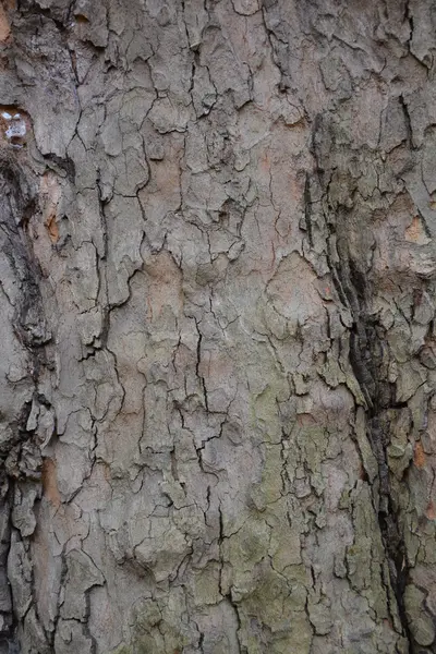 Baumrinde — Stockfoto