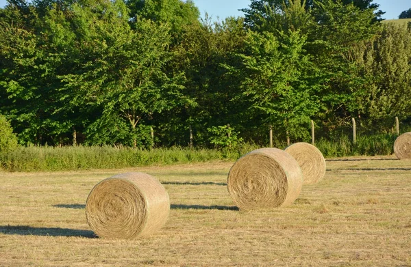 Fardos de heno en la granja — Foto de Stock