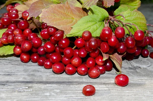 赤いガマズミ属の木の果実 — ストック写真