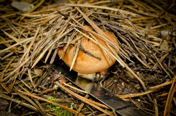 Mushroom is cut away by a knife — Stock Photo, Image