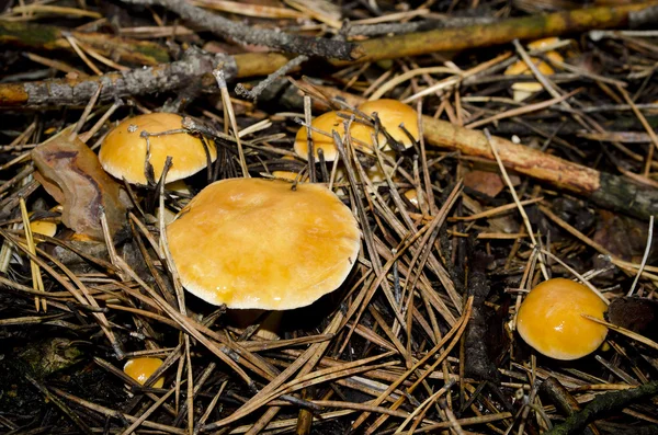 mushrooms in the wood