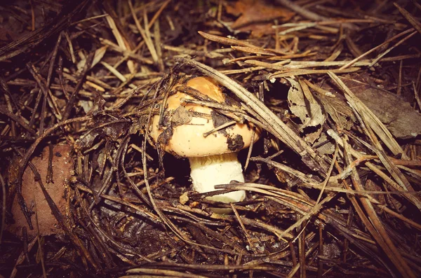 Mushroom under foliage — Stock Photo, Image