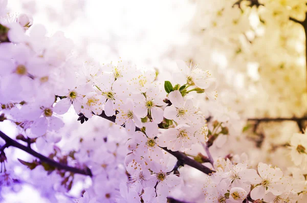 Körsbär blommar över suddig natur bakgrund — Stockfoto