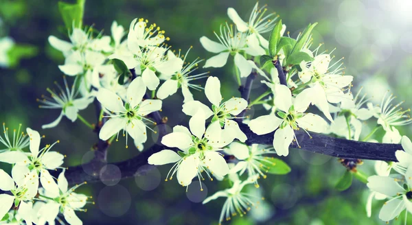 Vacker närbild våren blommande träd — Stockfoto