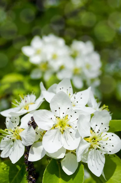 Blommande gren av ett päronträd — Stockfoto