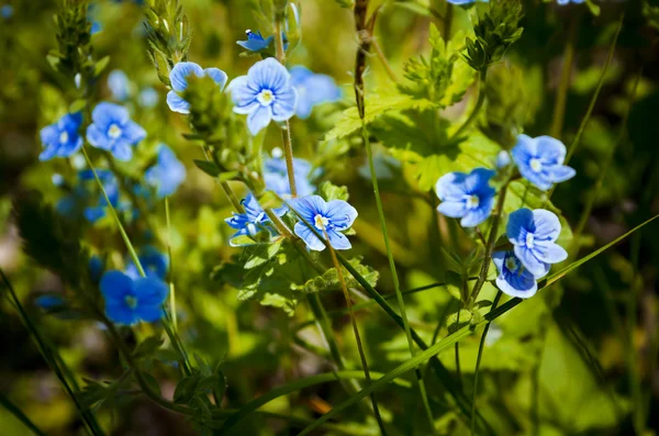 Flowers in a grass — Stock Photo, Image