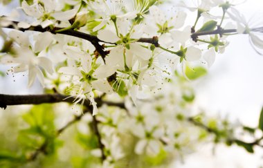 İlkbaharda kiraz çiçeği